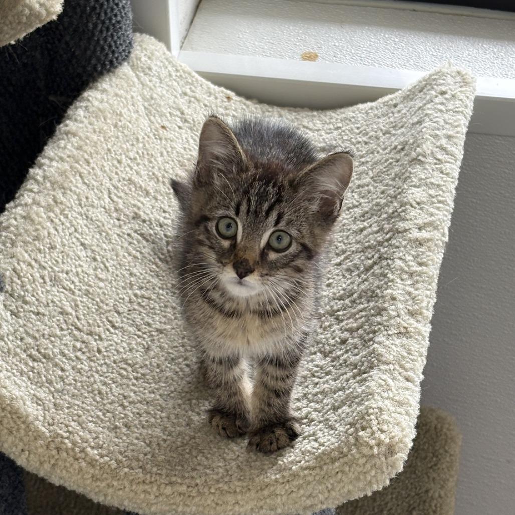 Enlarge Link, a Adoptable Domestic Short Hair in Branson, MO image 2/5