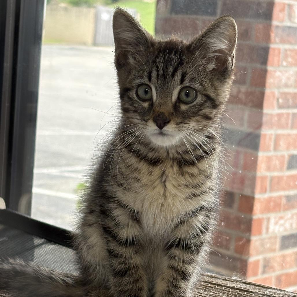 Enlarge Link, a Adoptable Domestic Short Hair in Branson, MO image 3/5