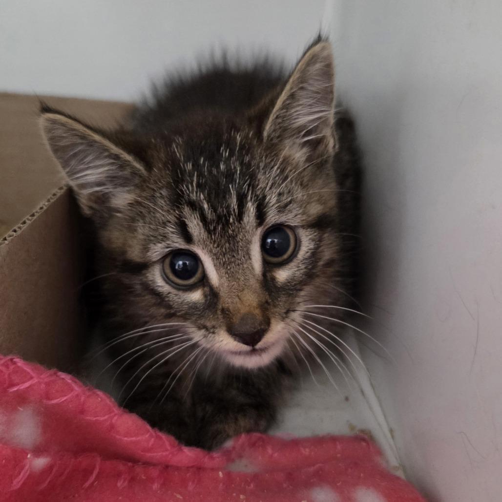 Enlarge Link, a Adoptable Domestic Short Hair in Branson, MO image 4/5