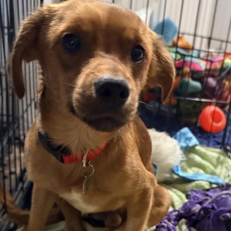 Mia and Miles, a ADOPTABLE mixed breed in Louisburg, KS image 3/6