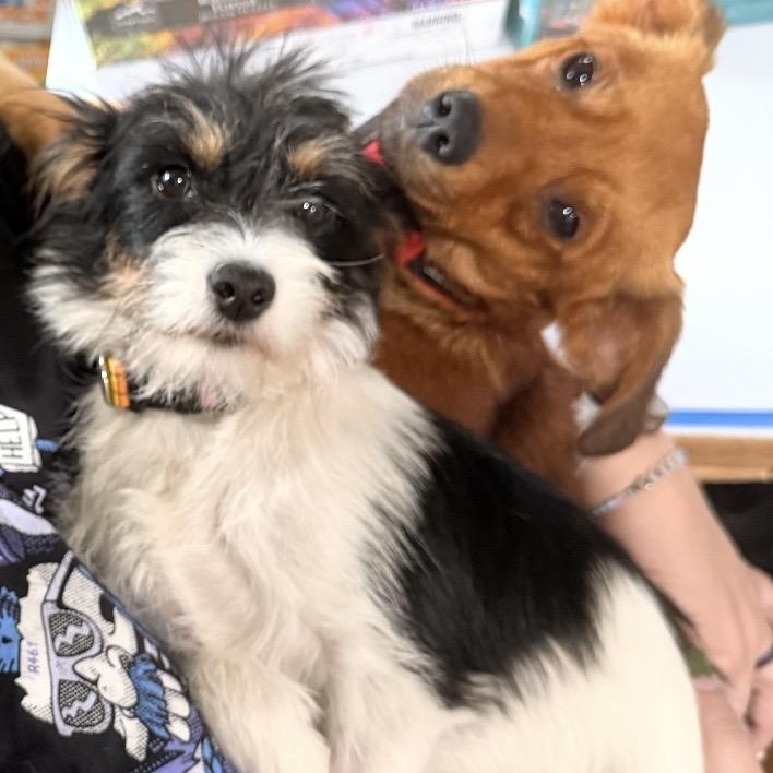 Mia and Miles, ADOPTABLE, Young Female Wire Fox Terrier & Miniature Dachshund.