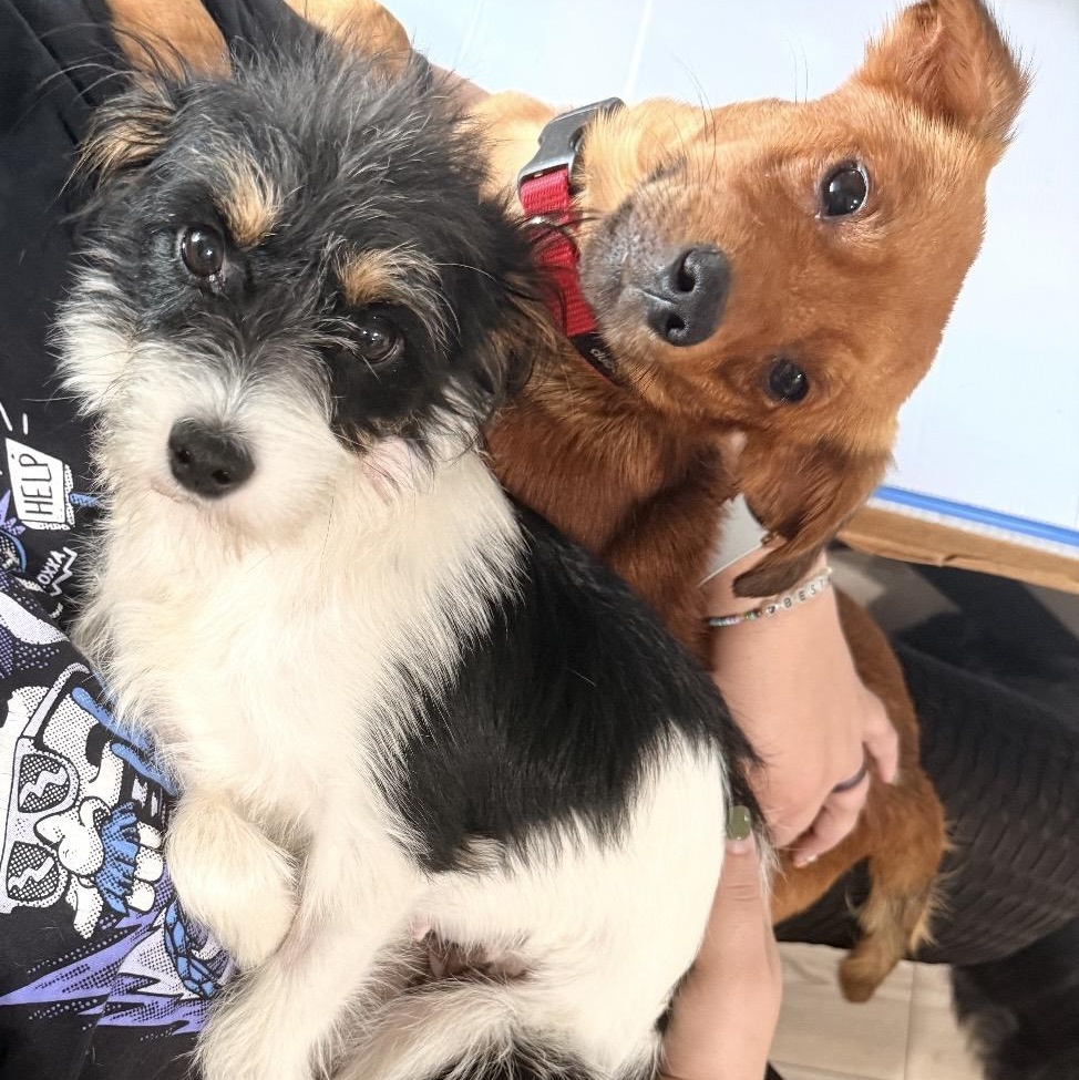Mia and Miles, a ADOPTABLE mixed breed in Louisburg, KS image 2/6
