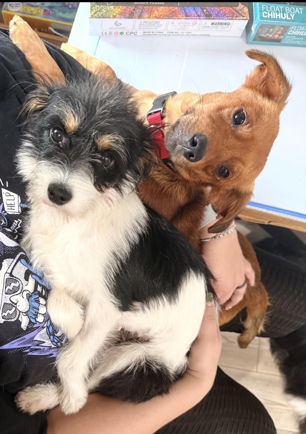 Mia and Miles, a ADOPTABLE mixed breed in Louisburg, KS image 6/6