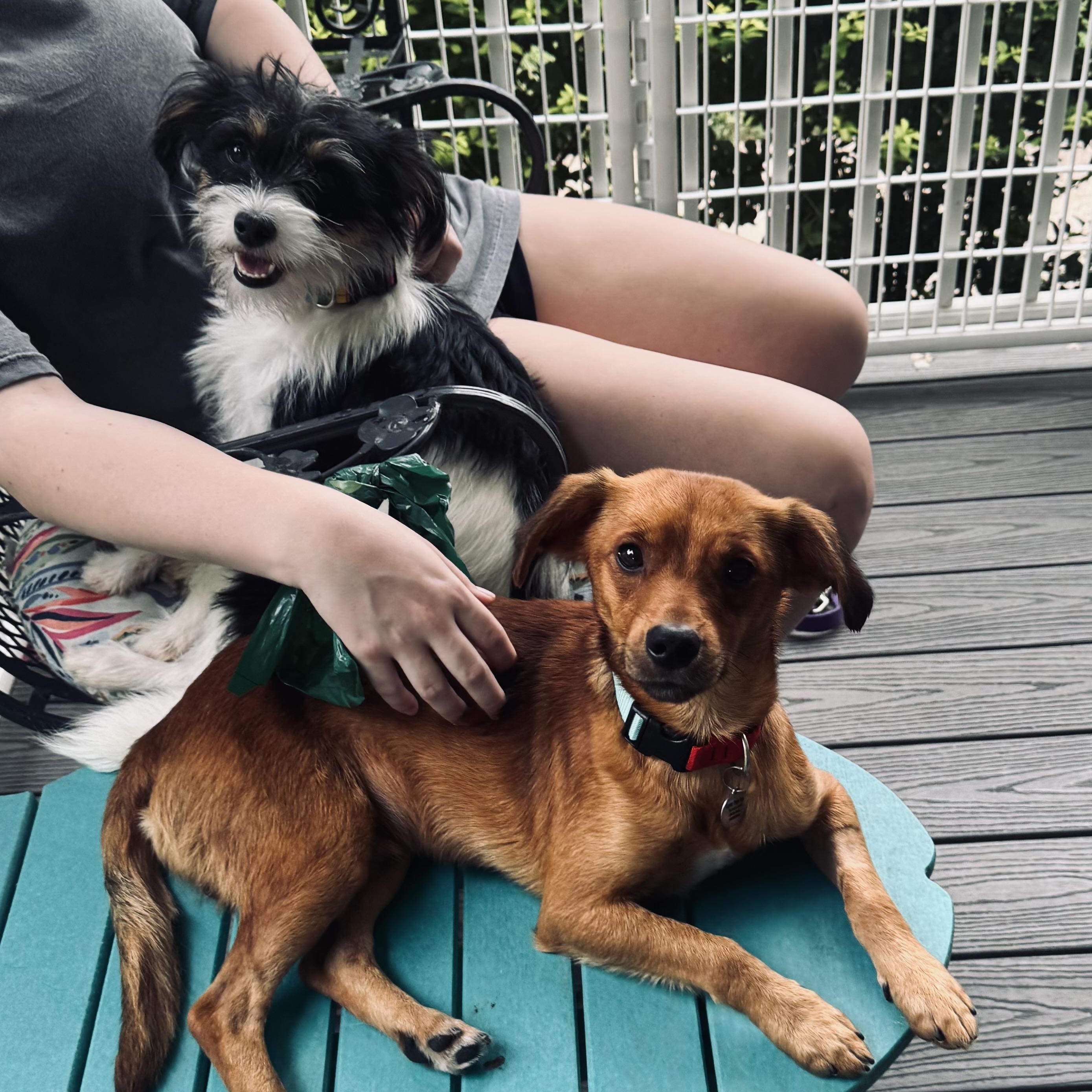 Mia and Miles, a ADOPTABLE mixed breed in Louisburg, KS image 5/6