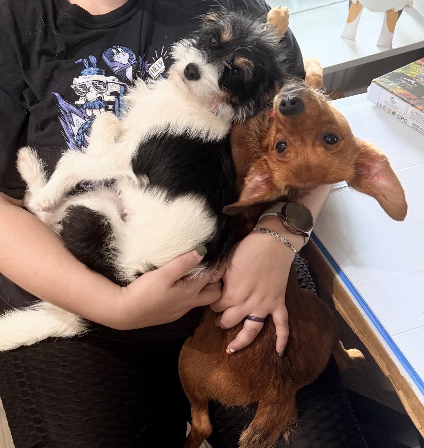 Mia and Miles, a ADOPTABLE mixed breed in Louisburg, KS image 4/6