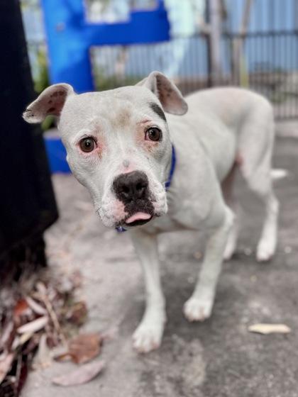 Matilda (Underdog NLOL), Adoptable, Adult Female Pit Bull Terrier & Mixed Breed.