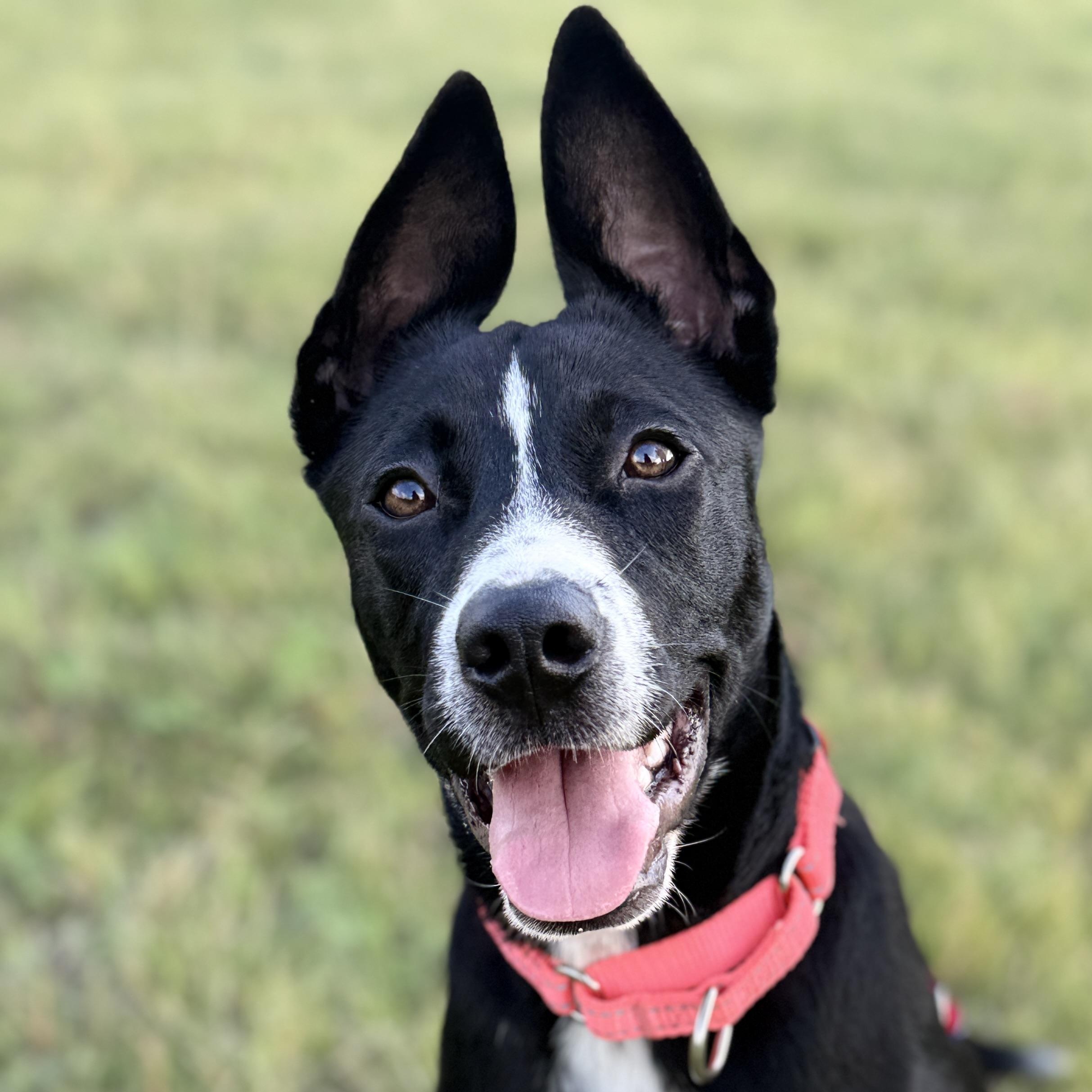 Enlarge Olivia, a ADOPTABLE mixed breed in Bulverde, TX image 1/4