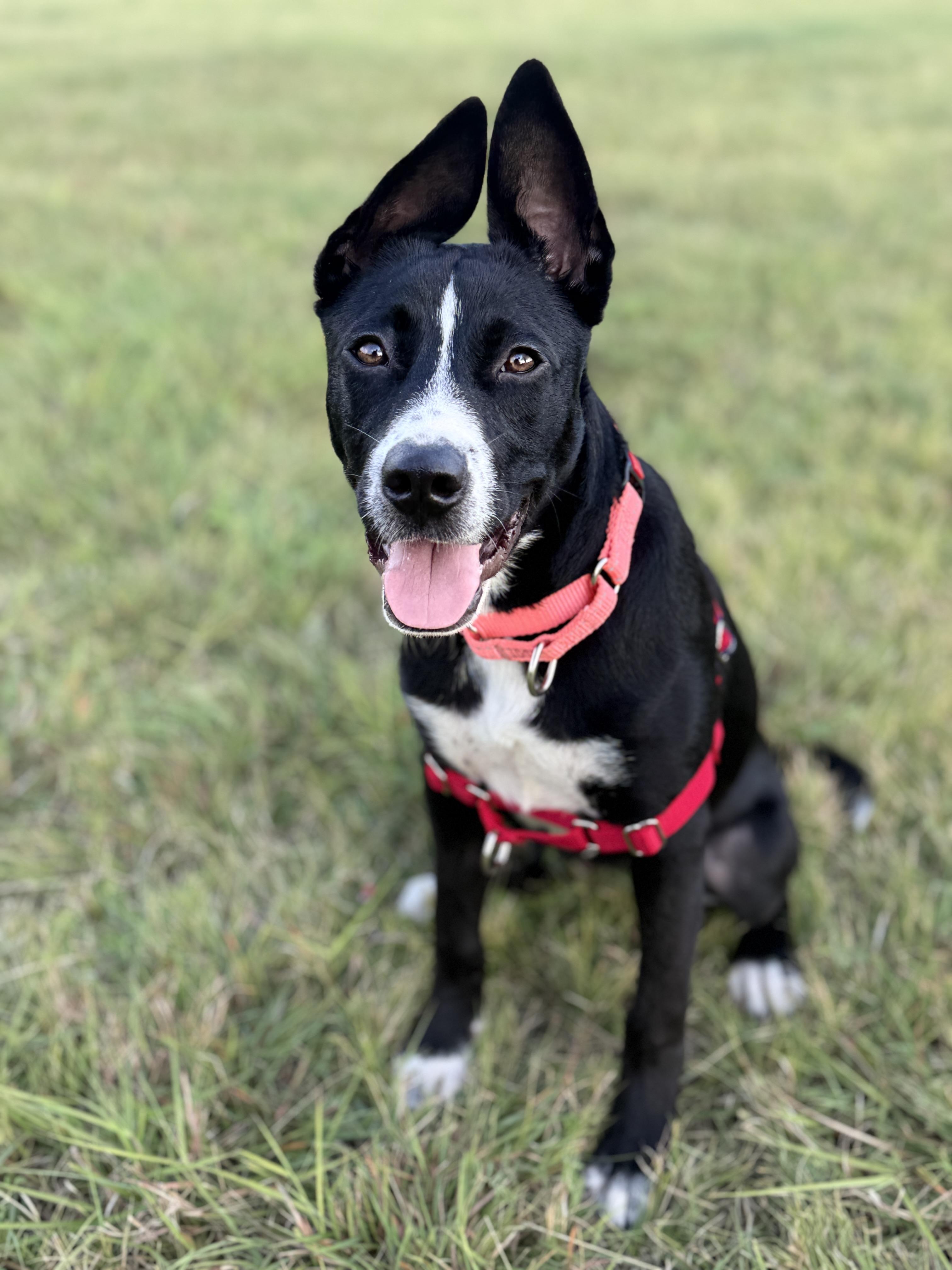 Enlarge Olivia, a ADOPTABLE mixed breed in Bulverde, TX image 2/4