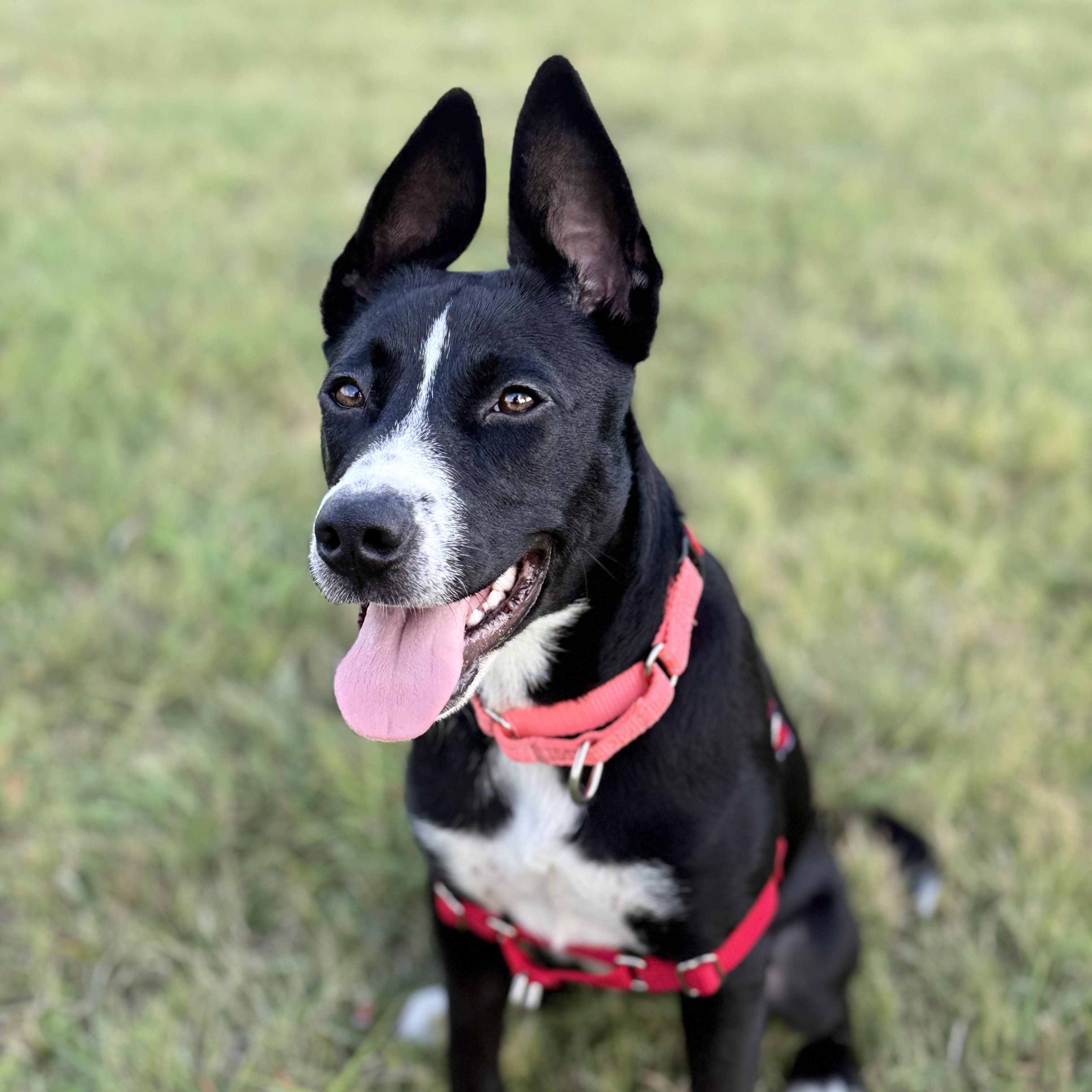 Enlarge Olivia, a ADOPTABLE mixed breed in Bulverde, TX image 3/4