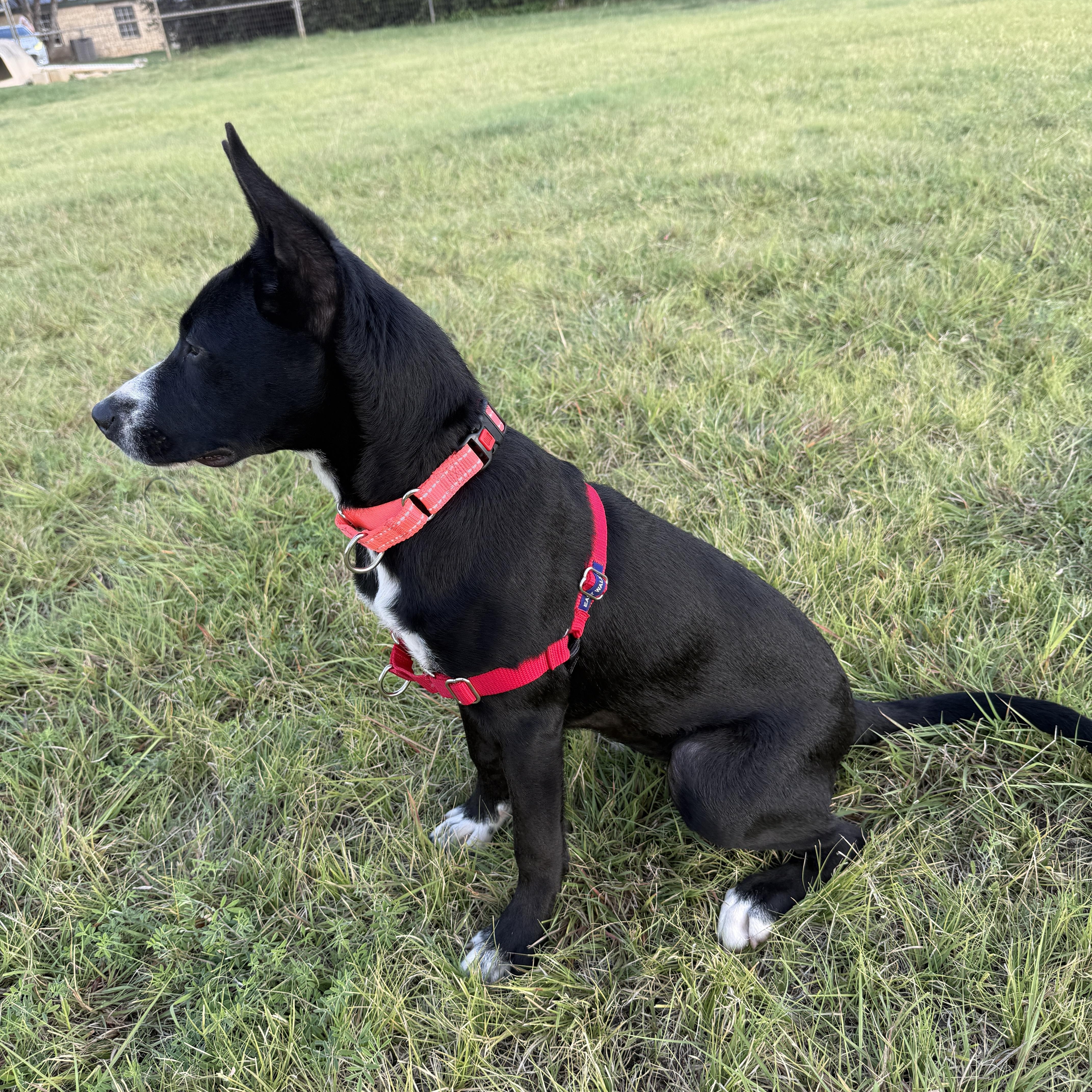 Enlarge Olivia, a ADOPTABLE mixed breed in Bulverde, TX image 4/4