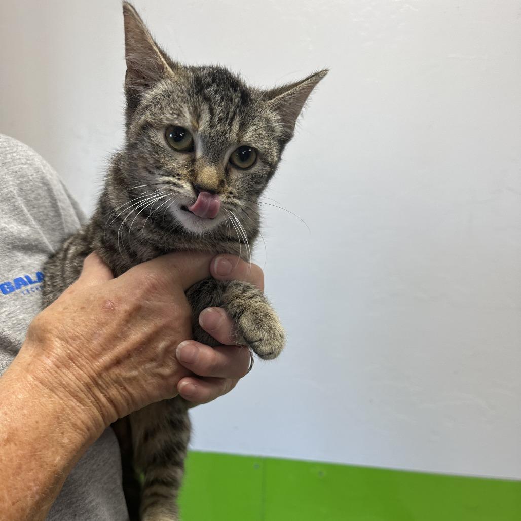 Pecan, Adoptable, Young Female American Shorthair.