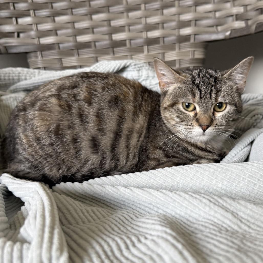 Pecan, a Adoptable American Shorthair in Ponca City, OK image 2/5