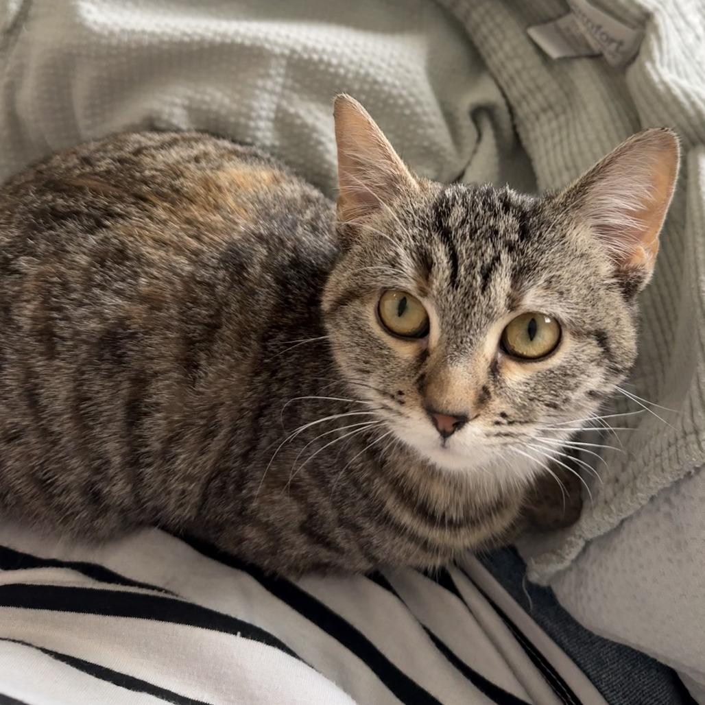 Pecan, a Adoptable American Shorthair in Ponca City, OK image 3/5