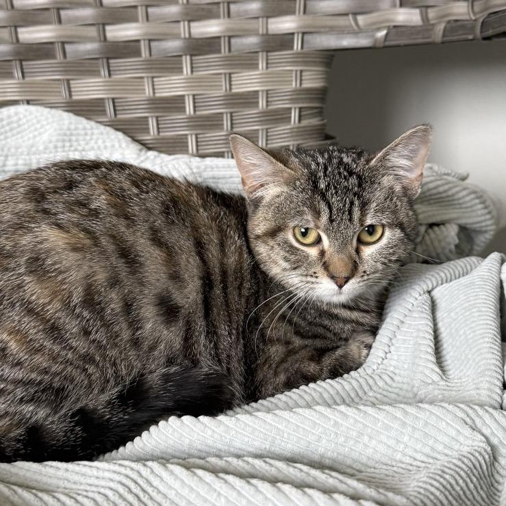 Pecan, a Adoptable American Shorthair in Ponca City, OK image 4/5