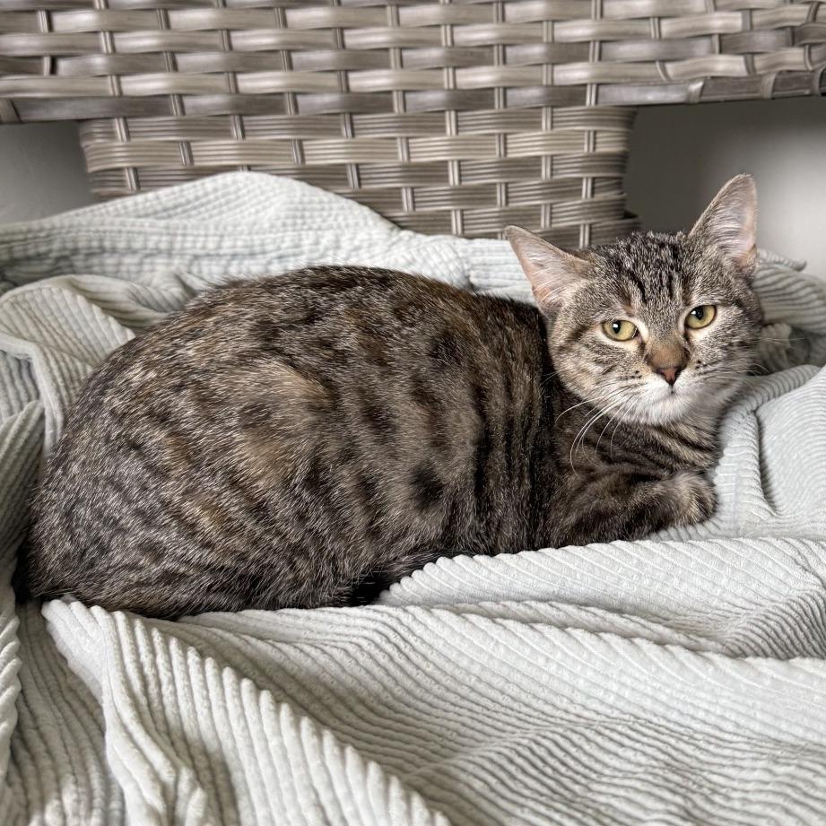 Pecan, a Adoptable American Shorthair in Ponca City, OK image 5/5