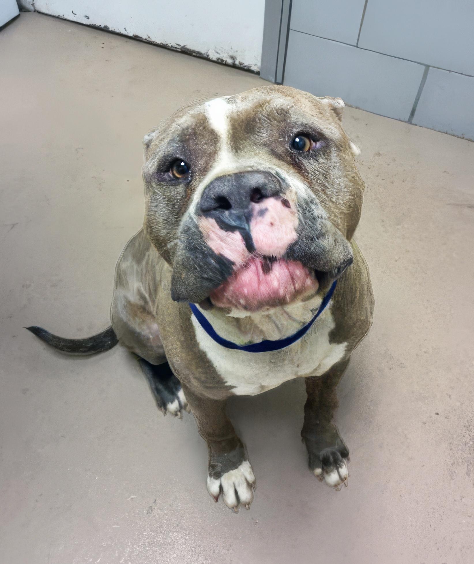 Enlarge Andre, an adopted Mixed Breed in Nashville, TN image 1/1