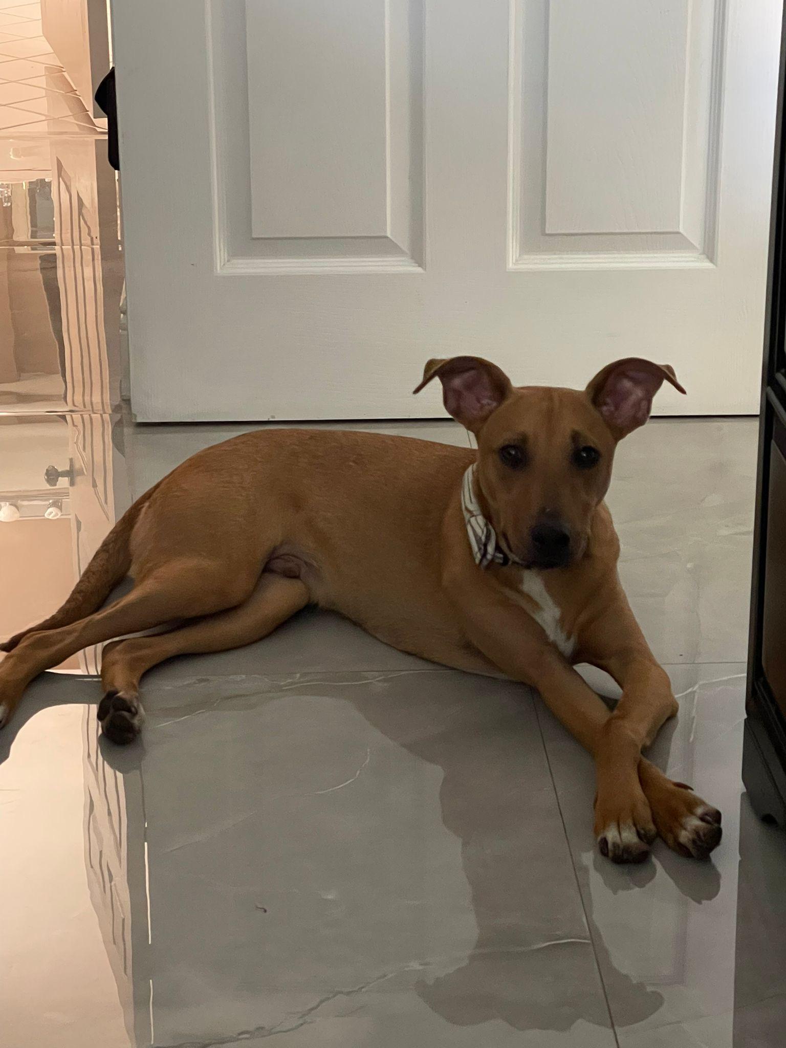 Valentinox, Adoptable, Young Male Terrier.