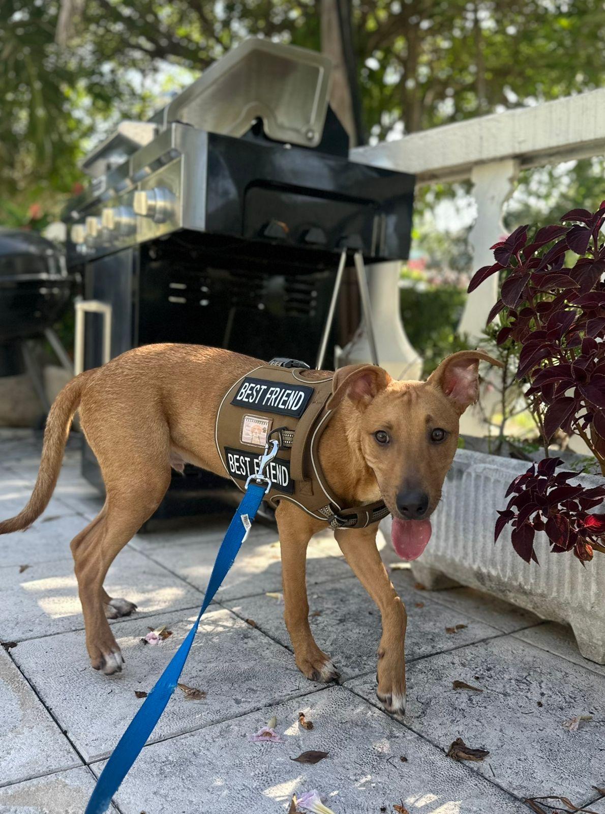 Meet Valentinox This handsome 45 month-old pup is as sweet as his name suggests With his bright e