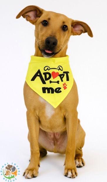 Valentinox, a Adoptable Terrier in Miami, FL image 4/6