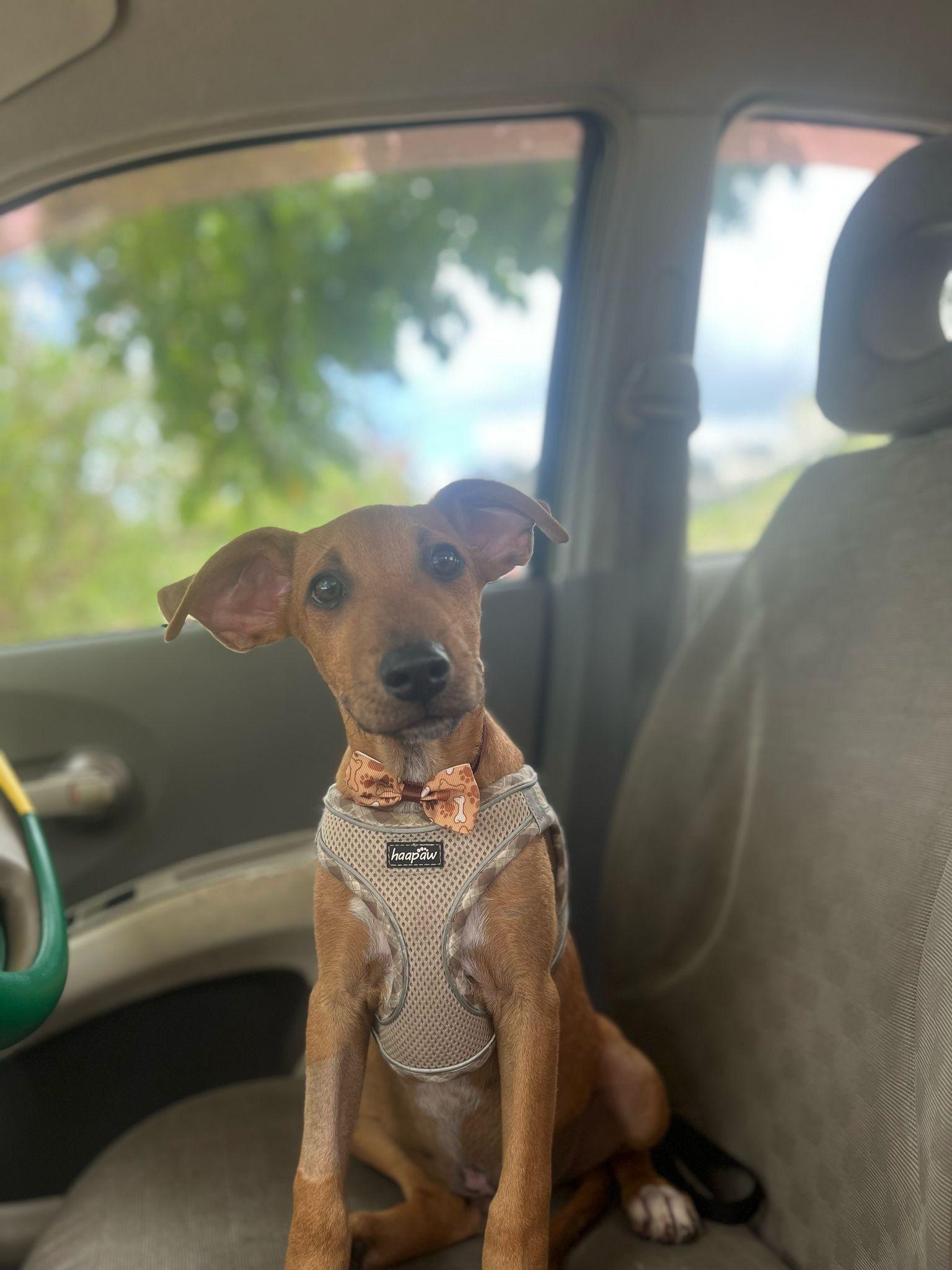 Valentinox, a Adoptable Terrier in Miami, FL image 6/6