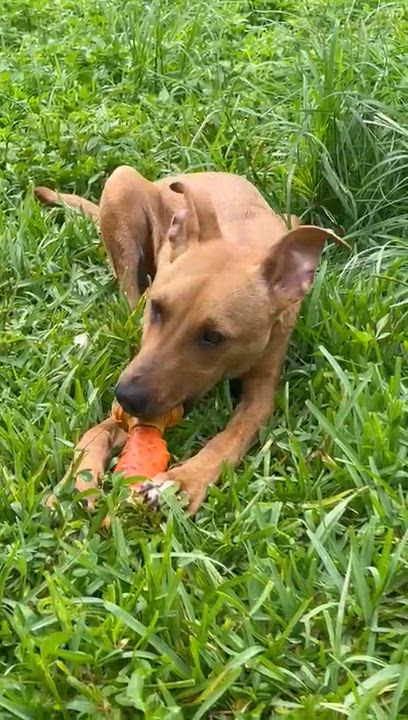 Enlarge Valentinox, a Adoptable Terrier in Miami, FL video 5/6