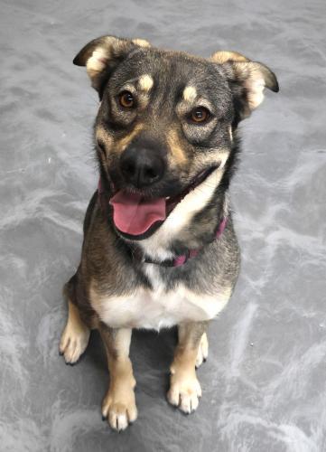 Penny, Adoptable, Adult Female Shepherd.