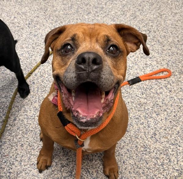 Enlarge Rome, a Adoptable mixed breed in Golden, CO image 1/1