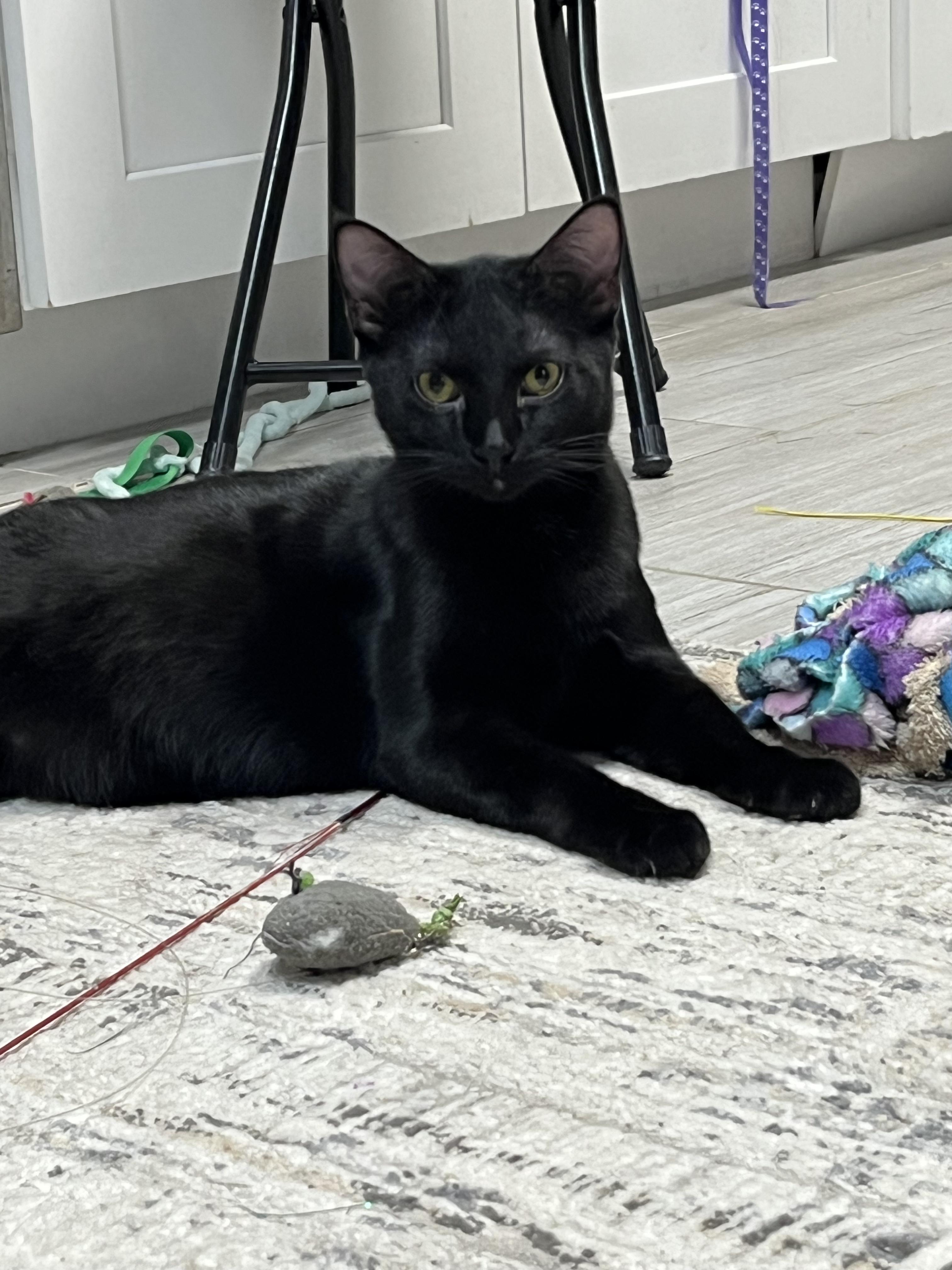 Azriel-Portofino Petsmart