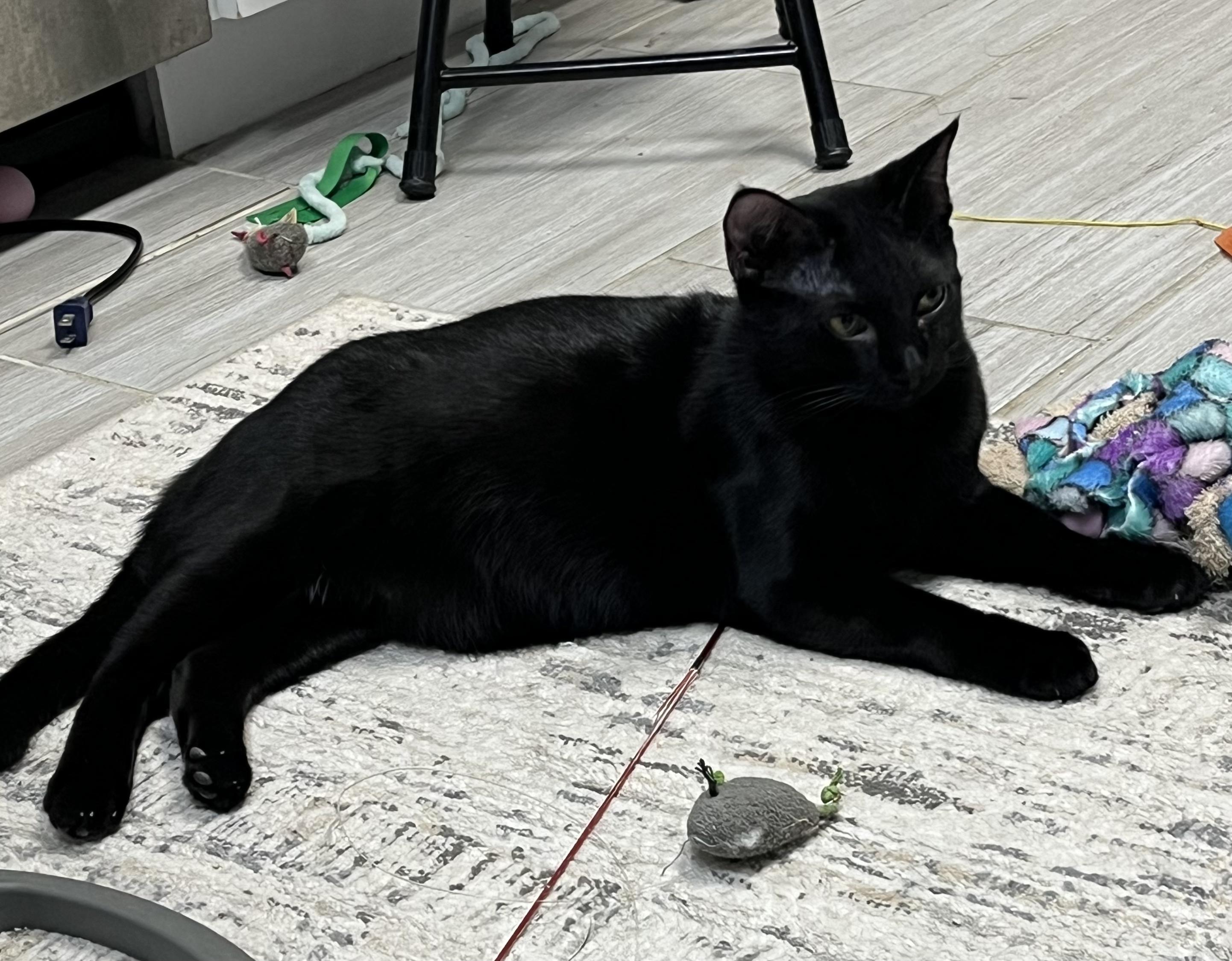 Azriel-Portofino Petsmart — thumbnail 2