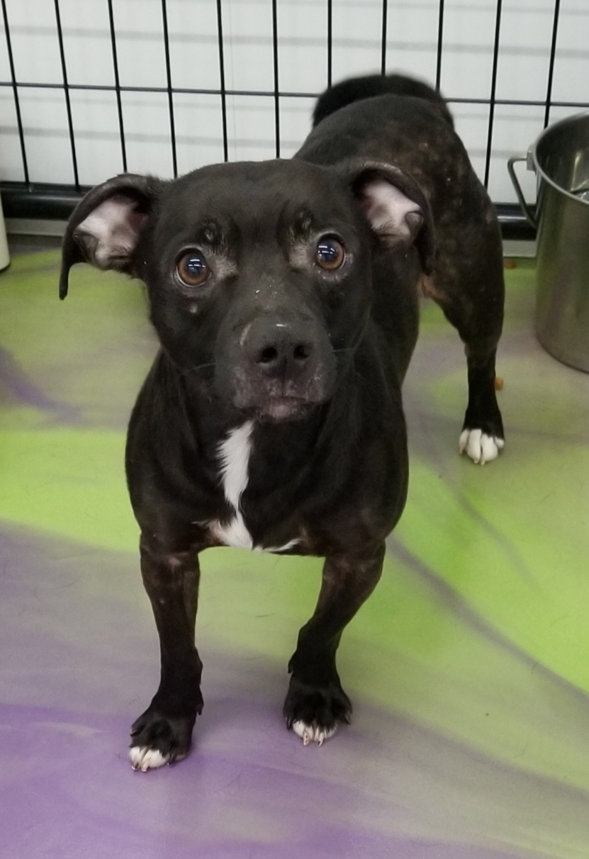 Enlarge Pascal, a Adoptable mixed breed in Anna, IL image 1/2