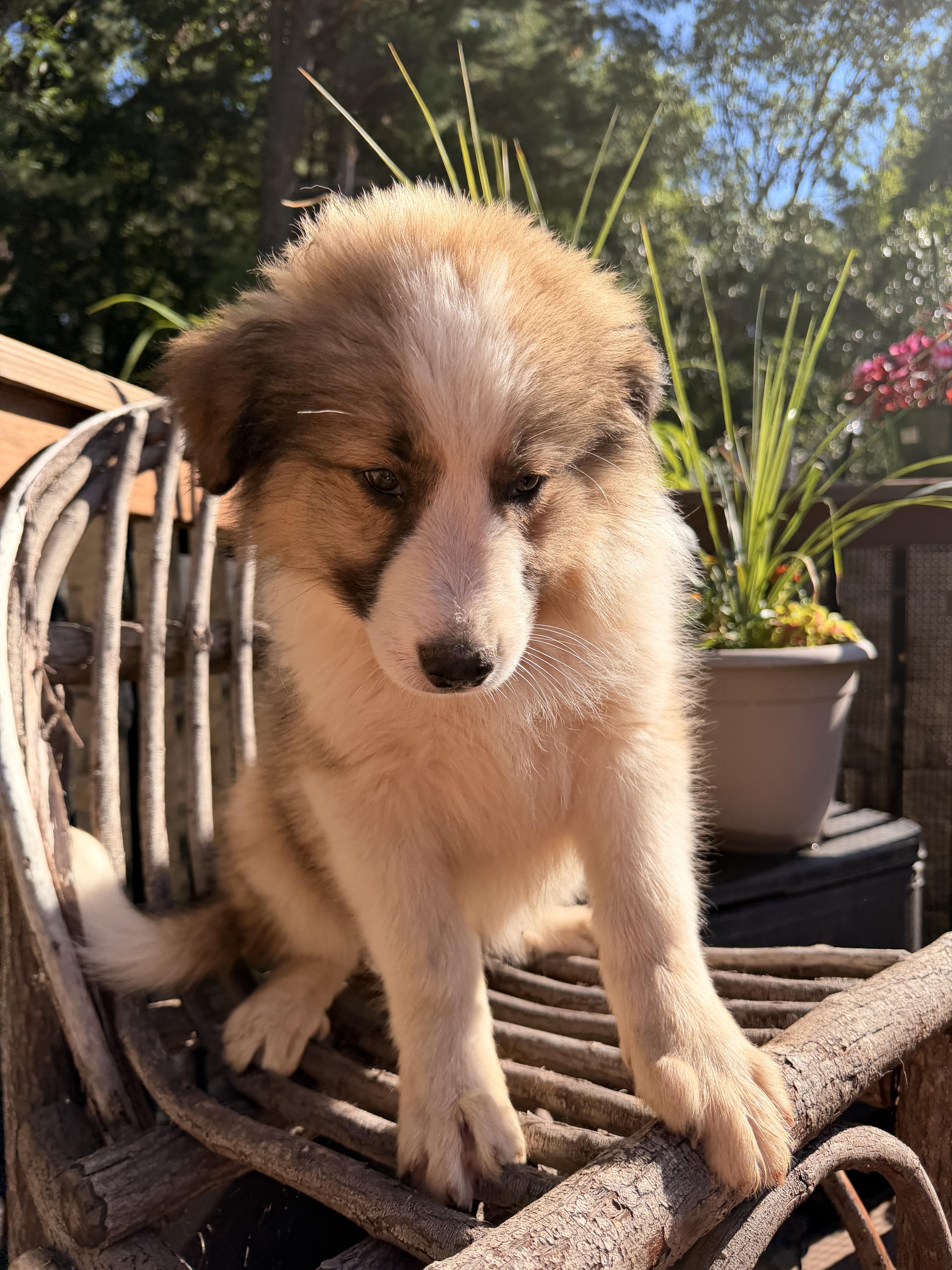 Enlarge Khloe, an adopted mixed breed in North Freedom, WI image 2/3