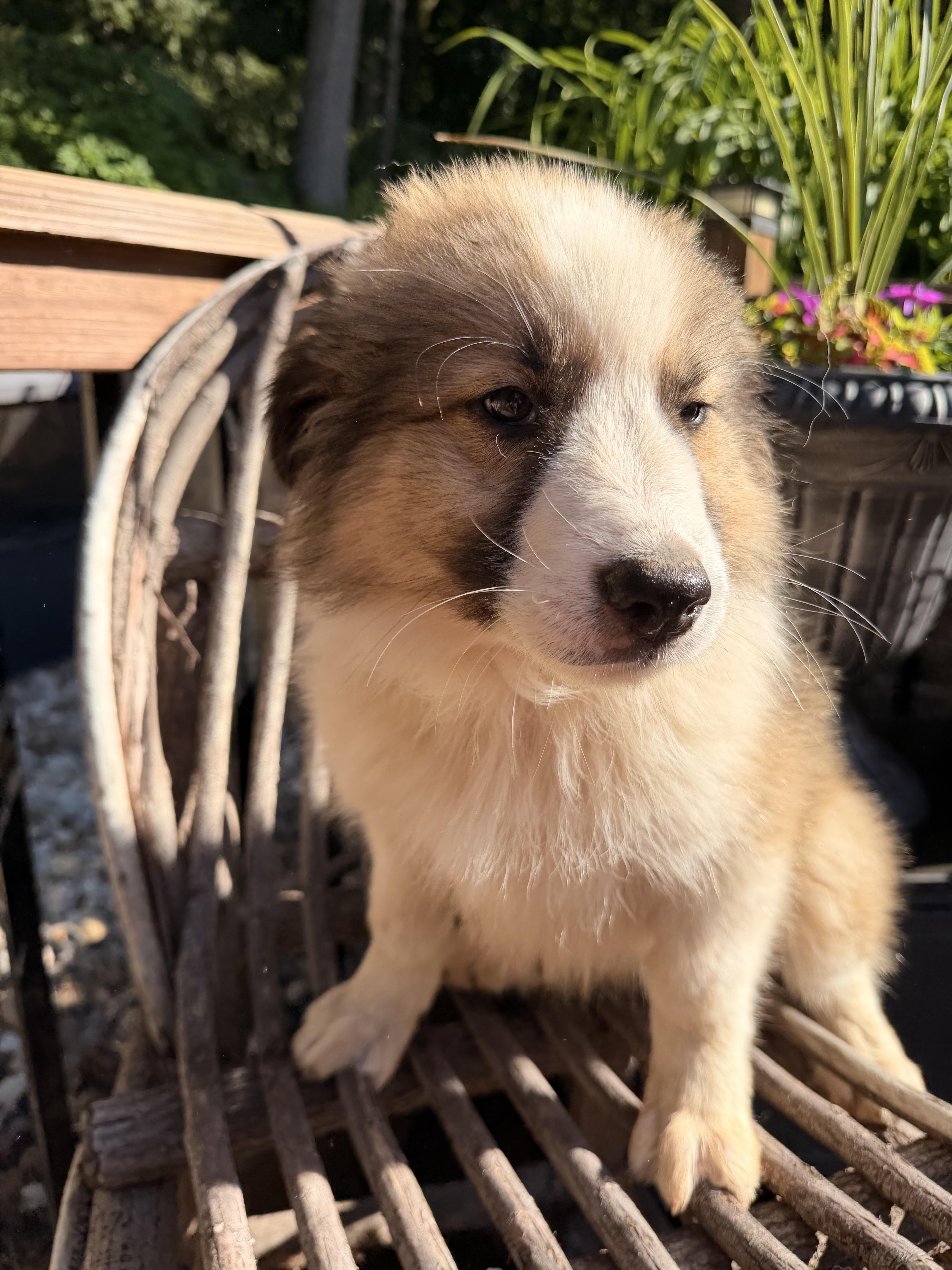 Enlarge Khloe, an adopted mixed breed in North Freedom, WI image 3/3