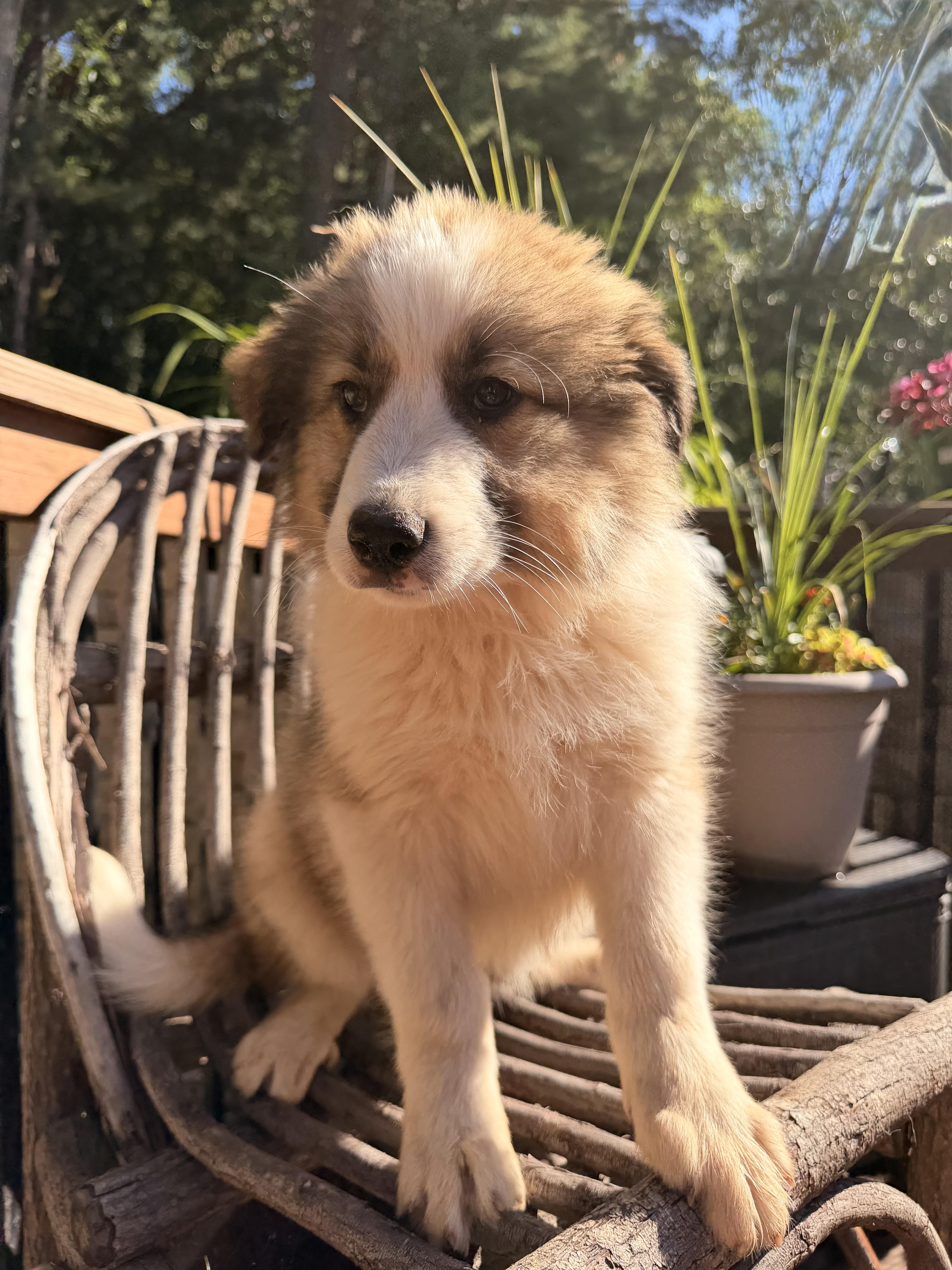 Enlarge Khloe, an adopted mixed breed in North Freedom, WI image 1/3