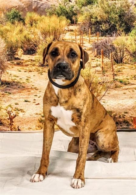 Enlarge SANDY, a Adoptable mixed breed in Thousand Palms, CA image 1/1