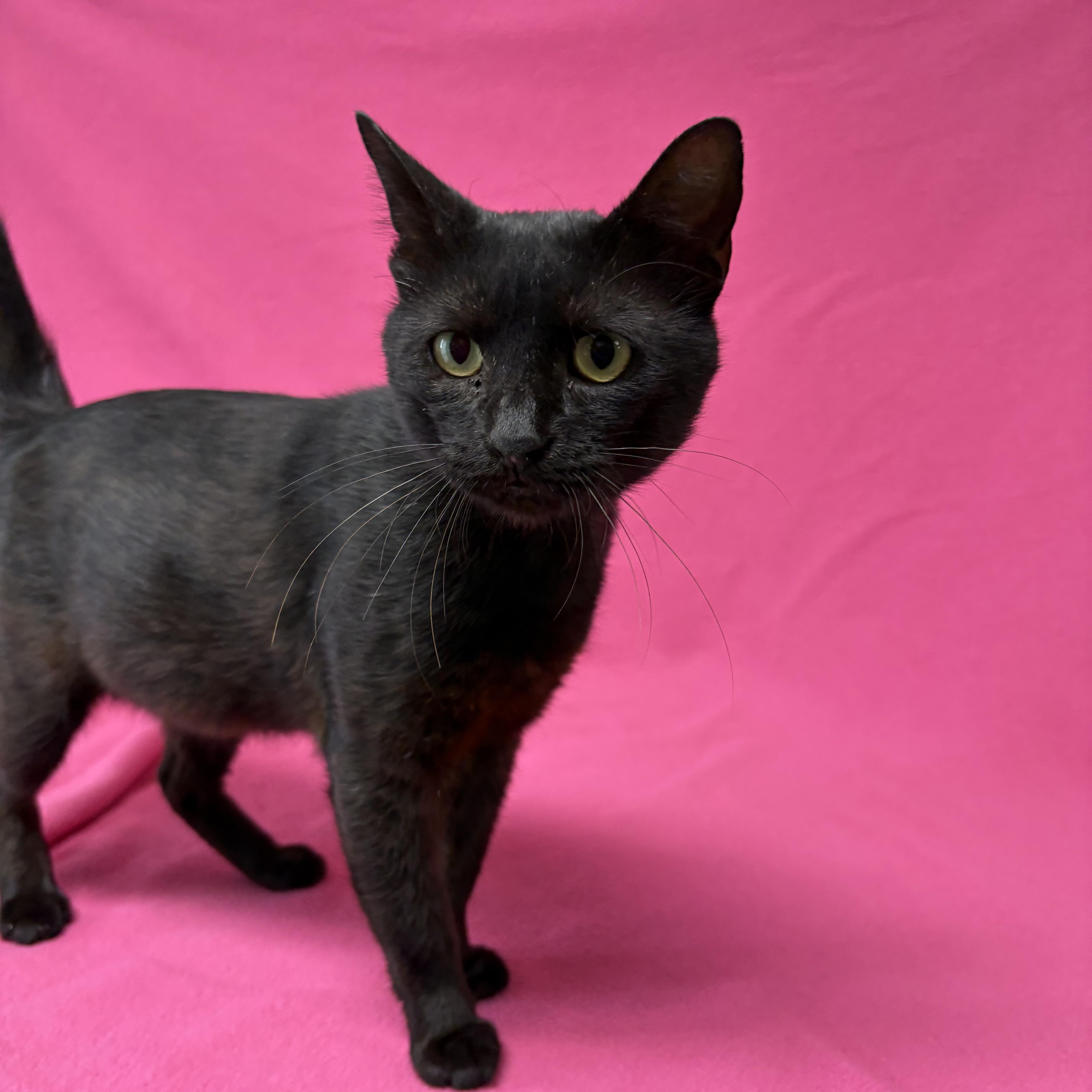 Ace, Adoptable, Young Male Domestic Short Hair.