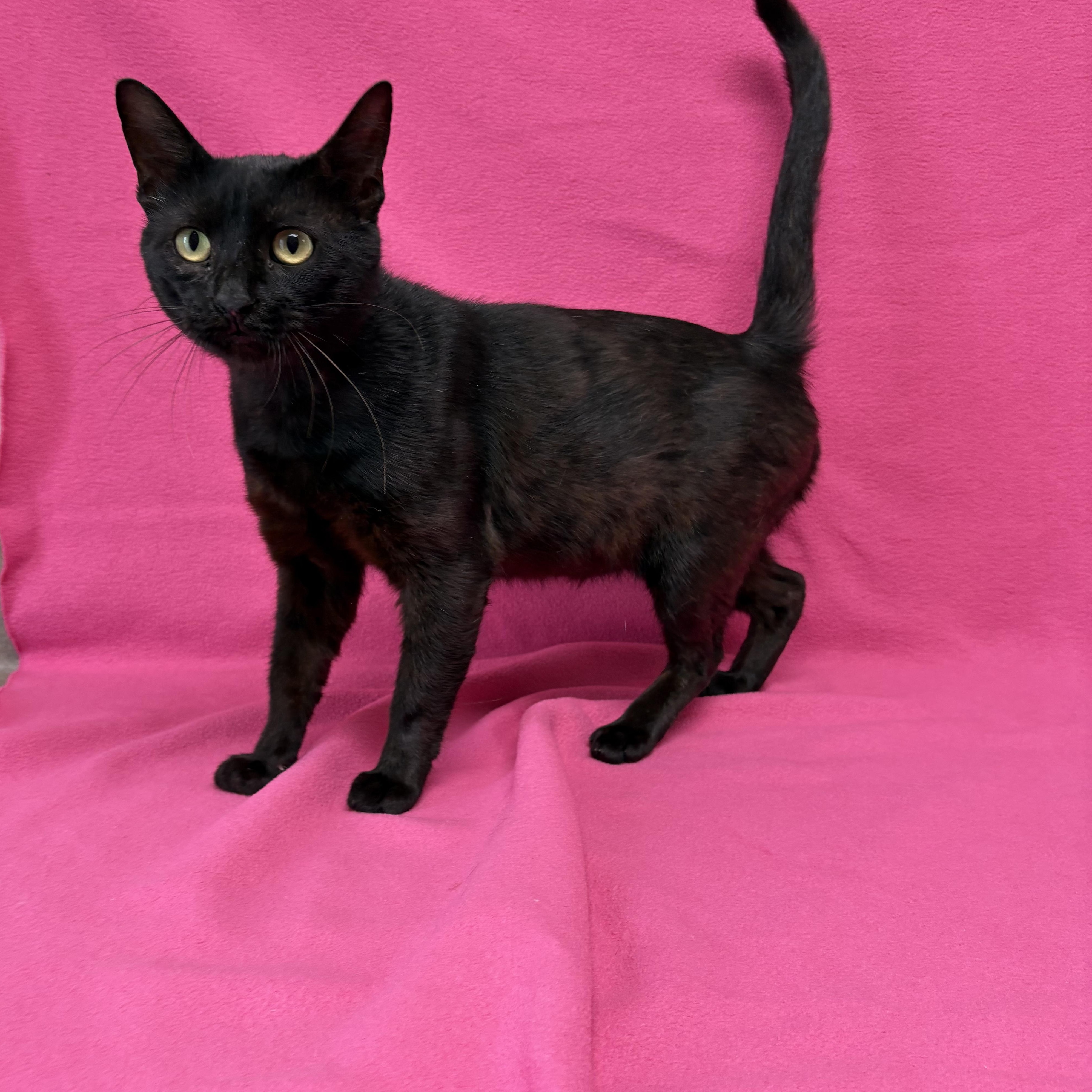 Enlarge Ace, a Adoptable Domestic Short Hair in Valdosta, GA image 2/2