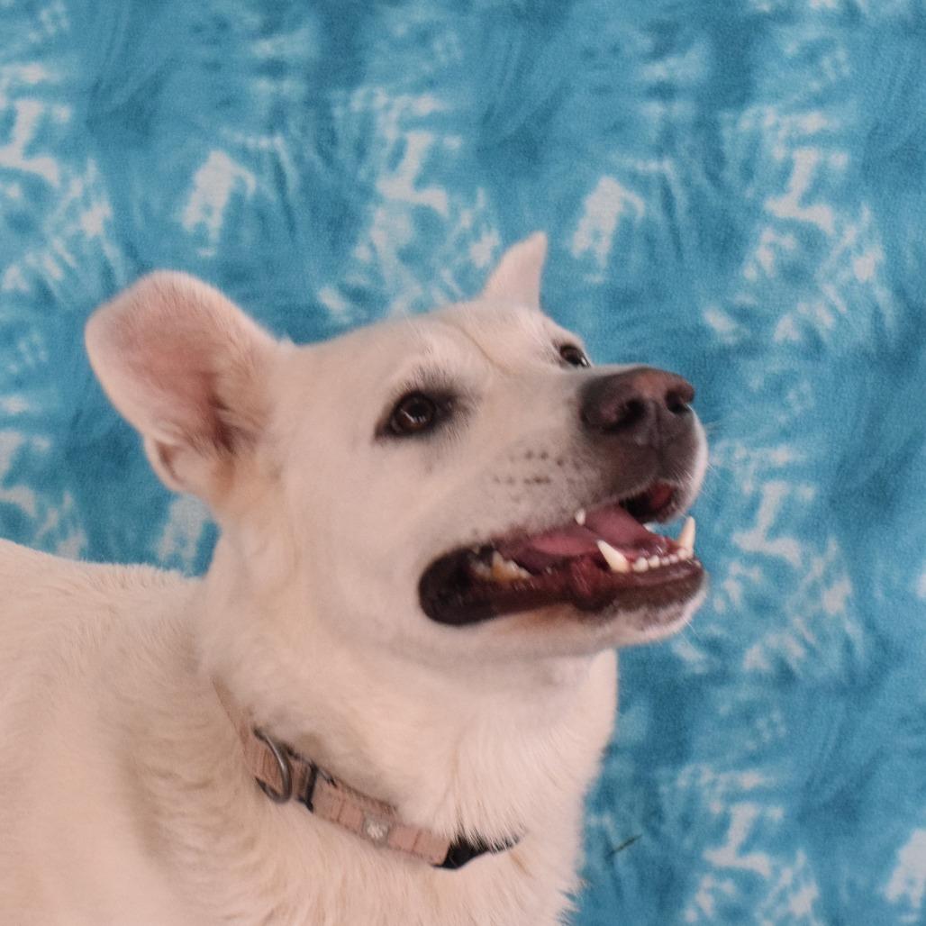 Bobby, Adoptable, Adult Male Great Pyrenees & Shepherd.