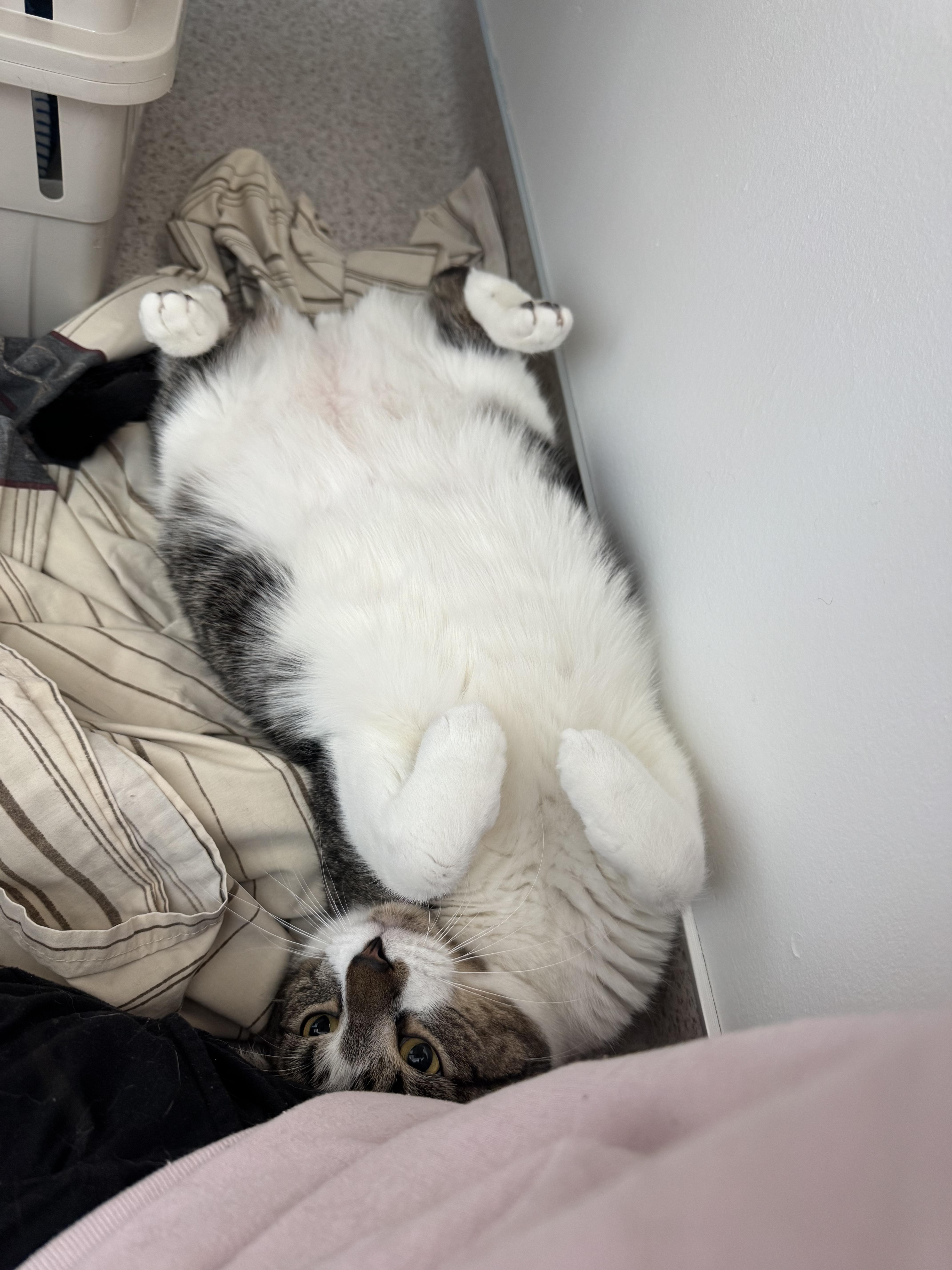 Enlarge Zoomie, a ADOPTABLE Domestic Short Hair in Quincy, MA image 2/2