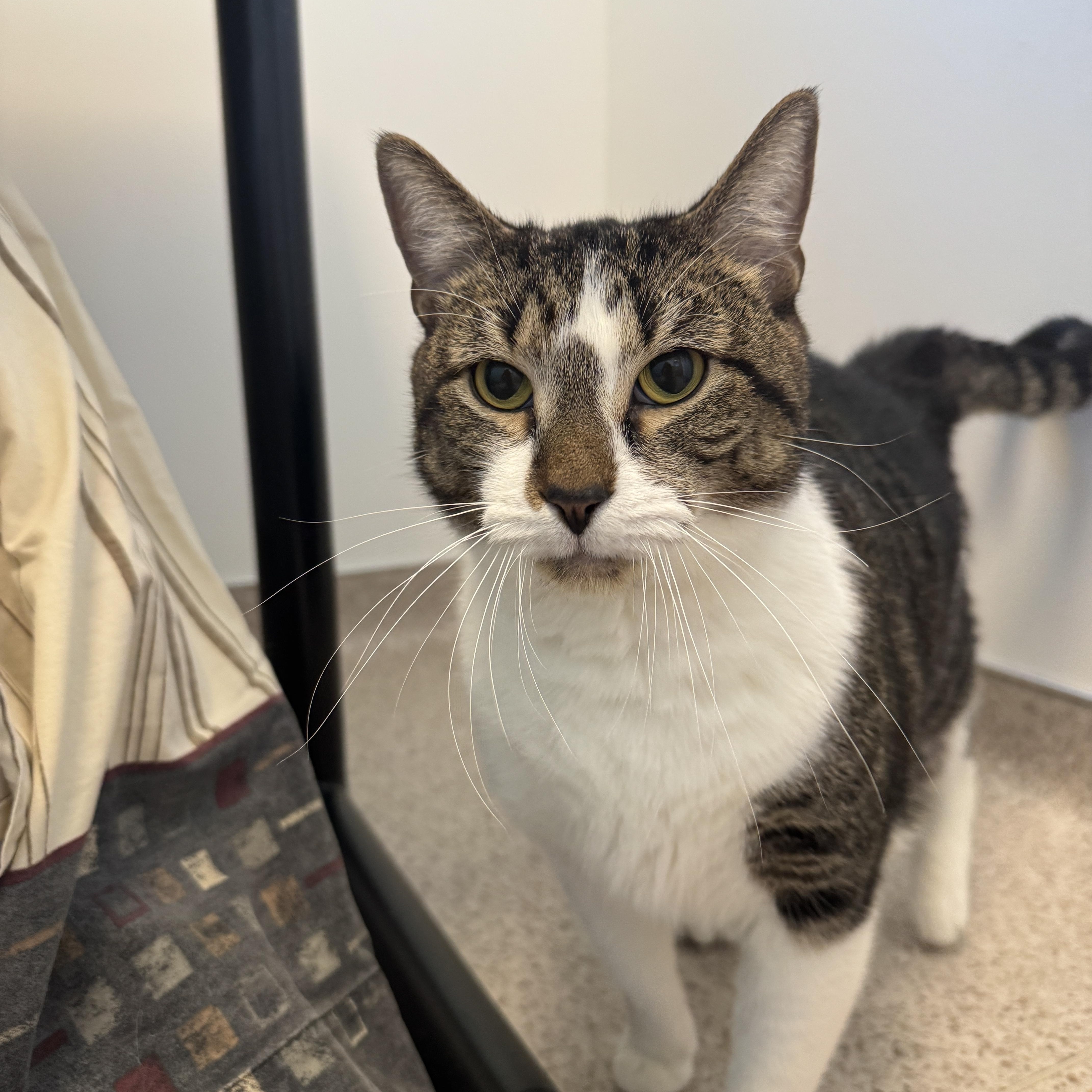 Zoomie, ADOPTABLE, Adult Male Domestic Short Hair.