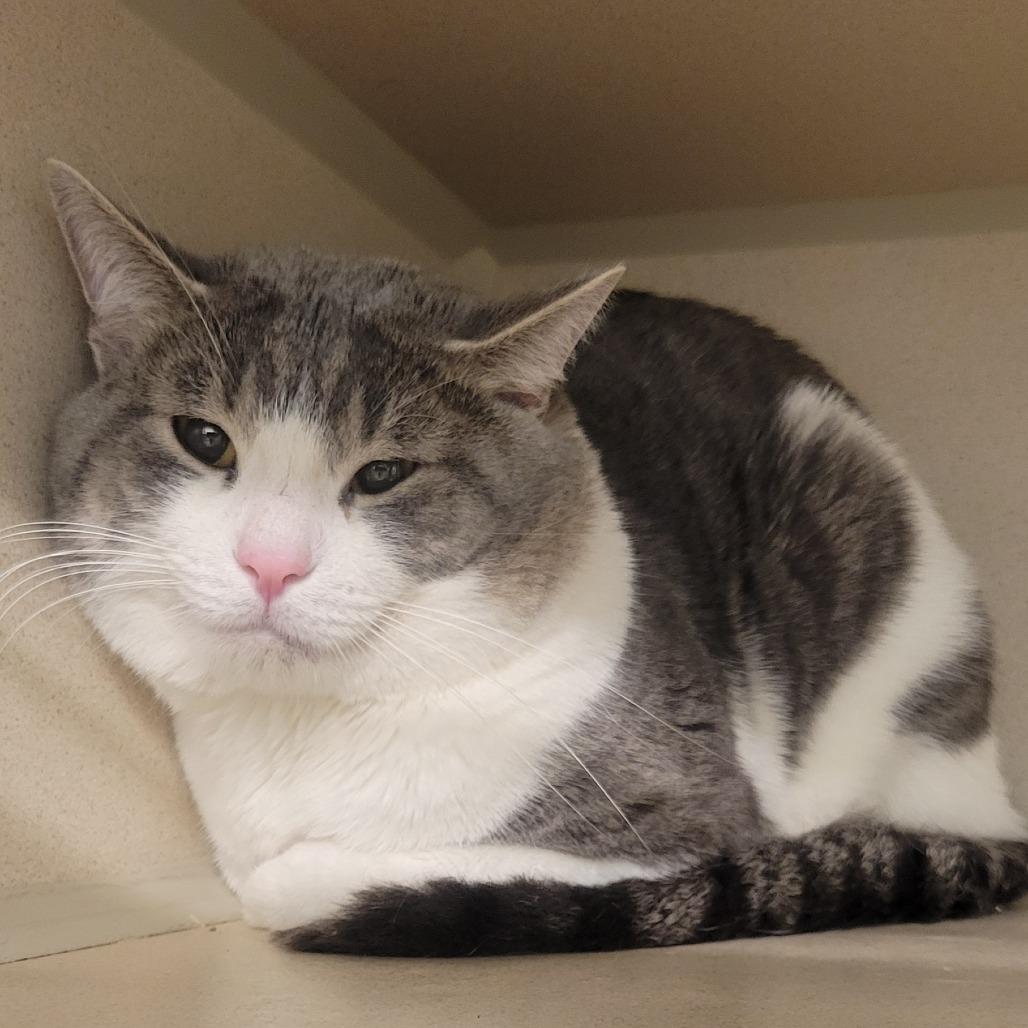 Mustard, Adoptable, Young Male Domestic Short Hair.