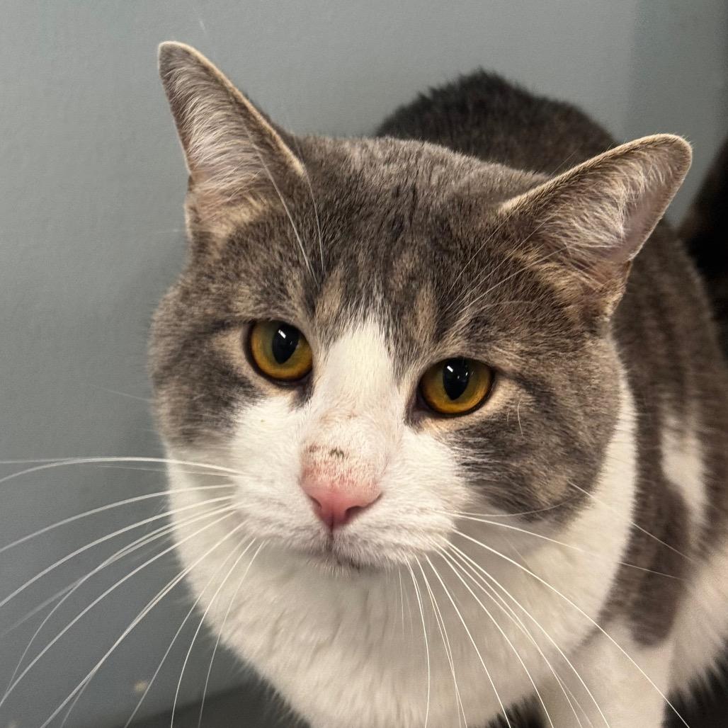 Mustard, a Adoptable Domestic Short Hair in Wheeling, IL image 2/6