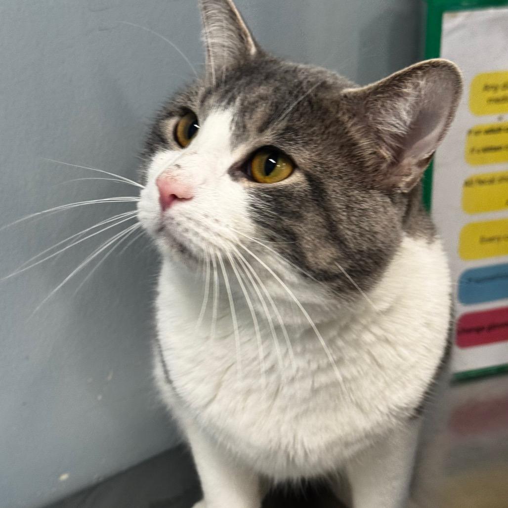 Mustard, a Adoptable Domestic Short Hair in Wheeling, IL image 3/6