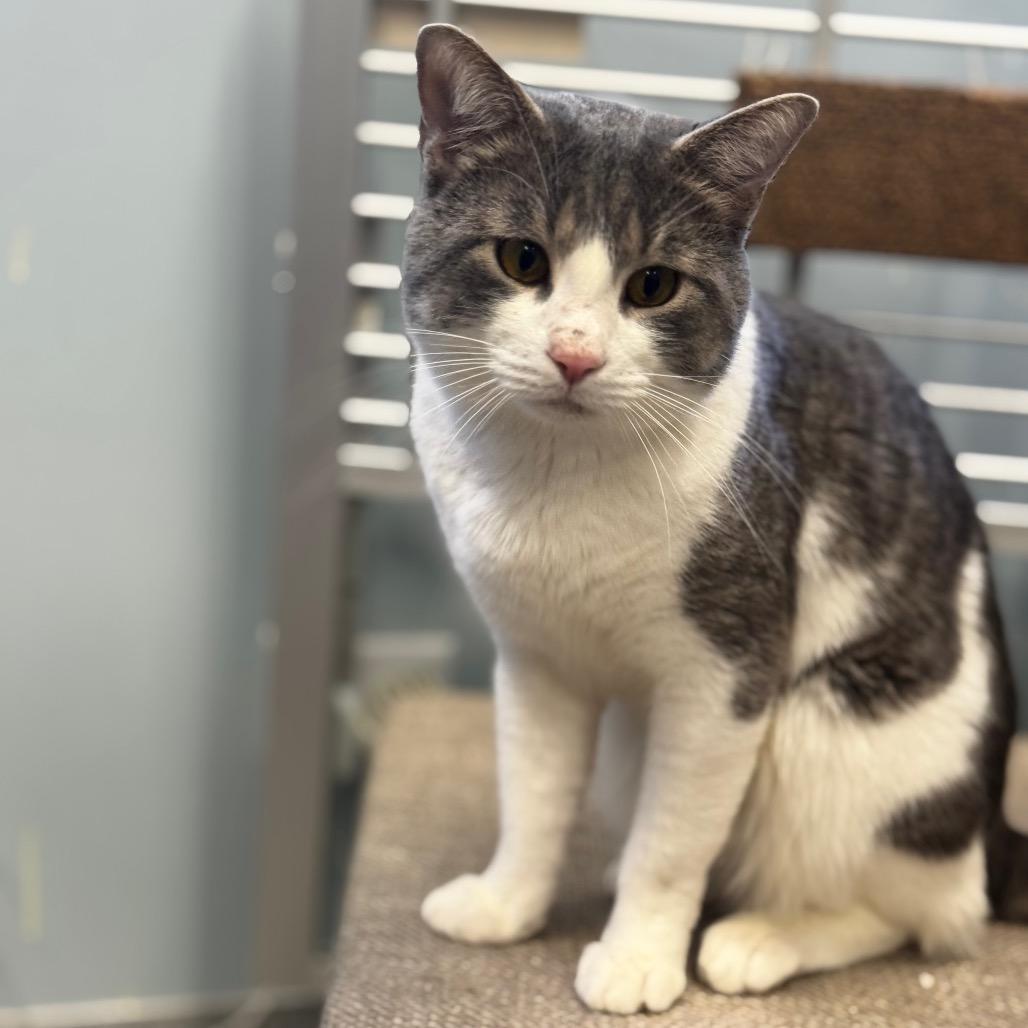 Mustard, a Adoptable Domestic Short Hair in Wheeling, IL image 5/6
