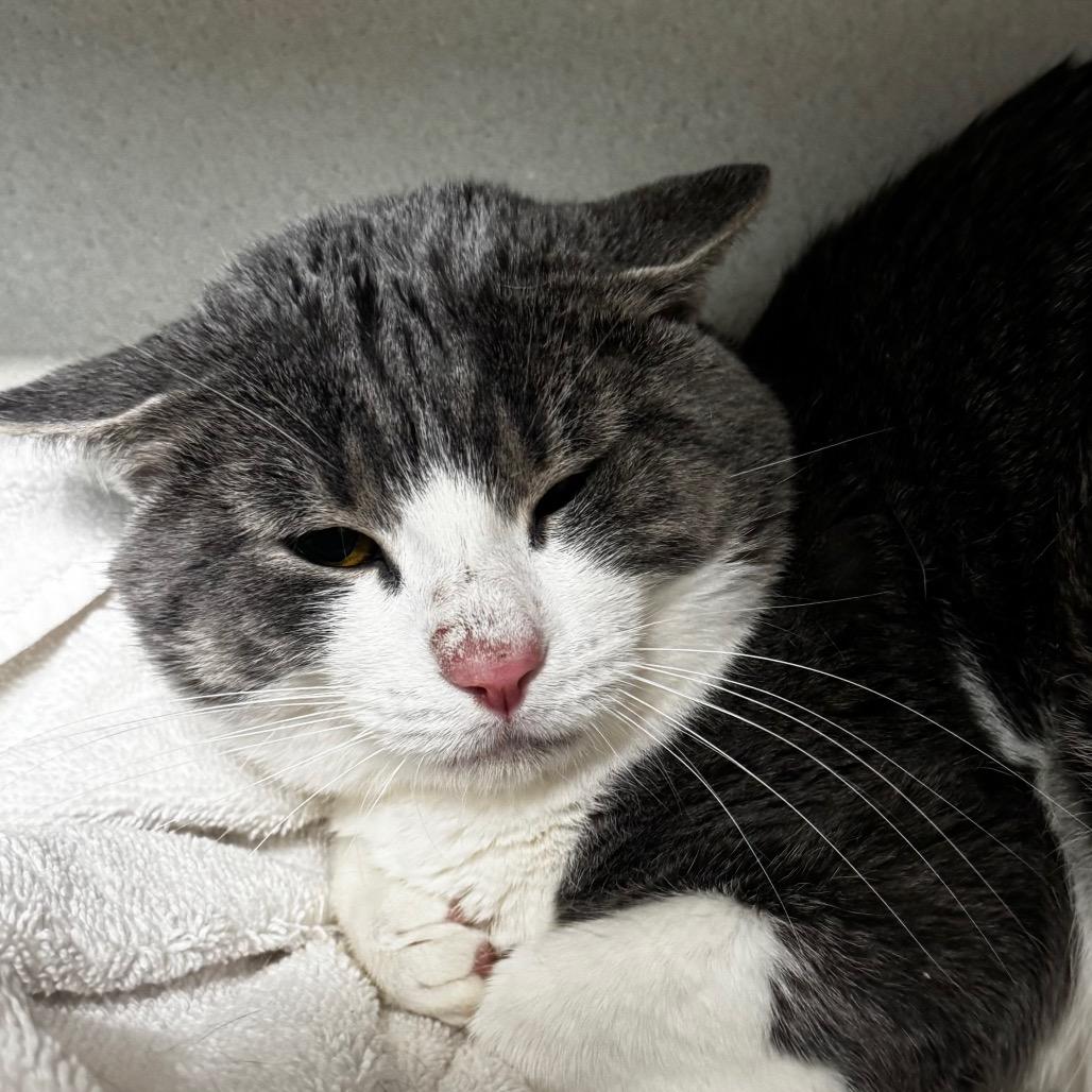 Mustard, a Adoptable Domestic Short Hair in Wheeling, IL image 6/6