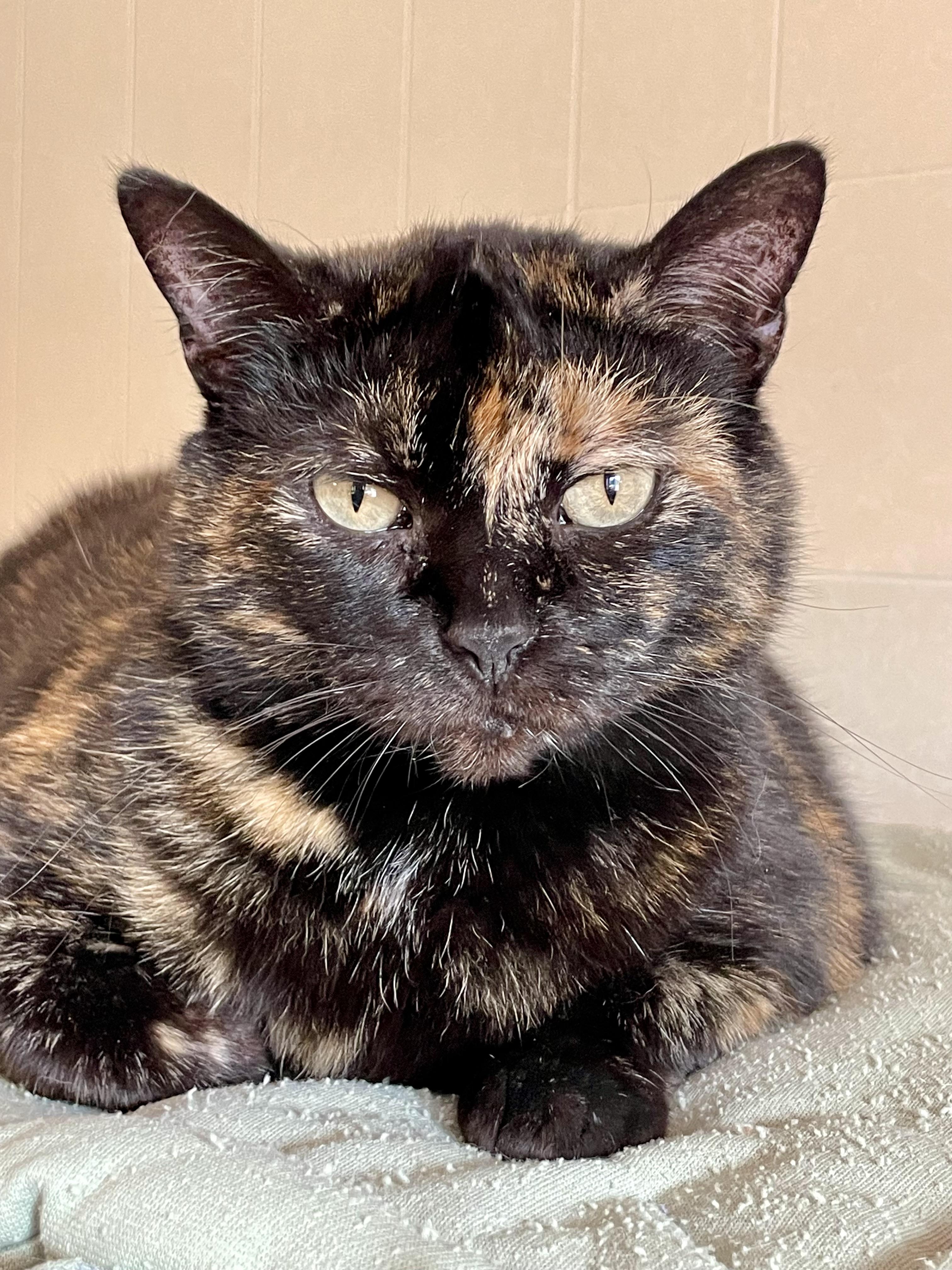 January, Adult Female Tortoiseshell