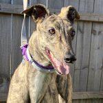 Enlarge SOCIAL DISTANCE, a Adoptable Greyhound in grandville, MI image 1/1