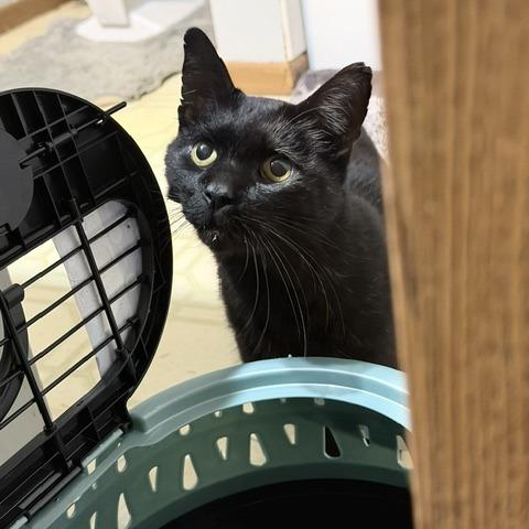 Sarsaparilla C12717, Adoptable, Adult Female Domestic Short Hair.