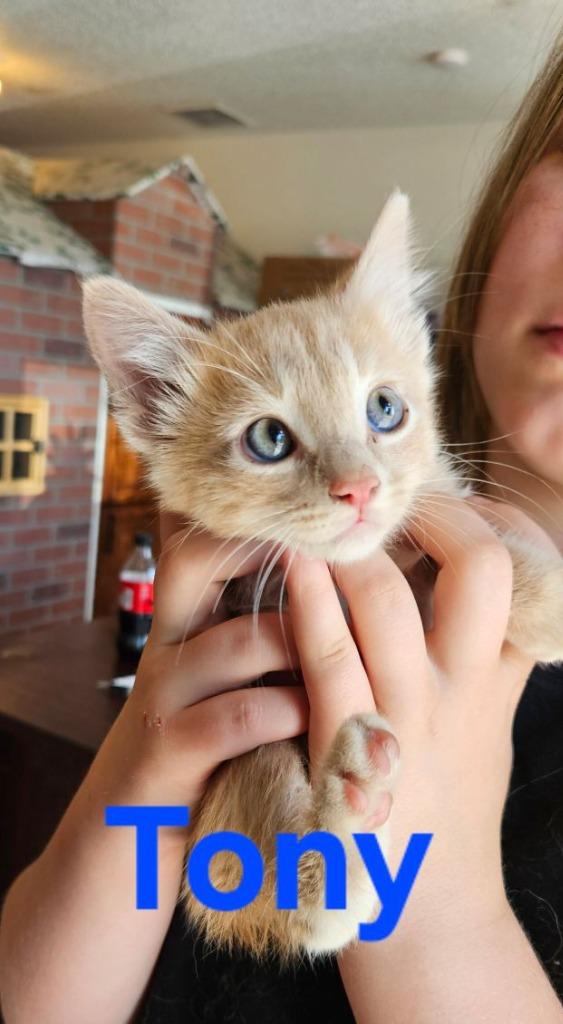 Tony, Adopted, Young Male Tabby.