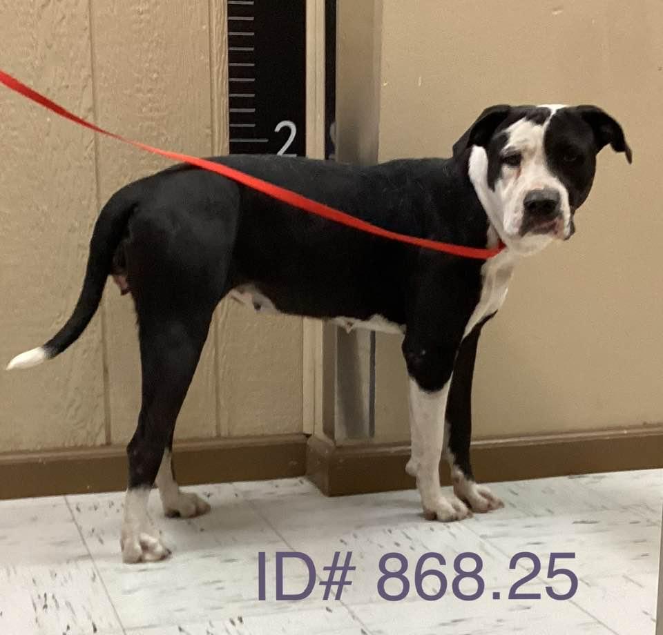 Enlarge #868.25 "Harley" nickname, a Adoptable mixed breed in Kerrville, TX image 1/1