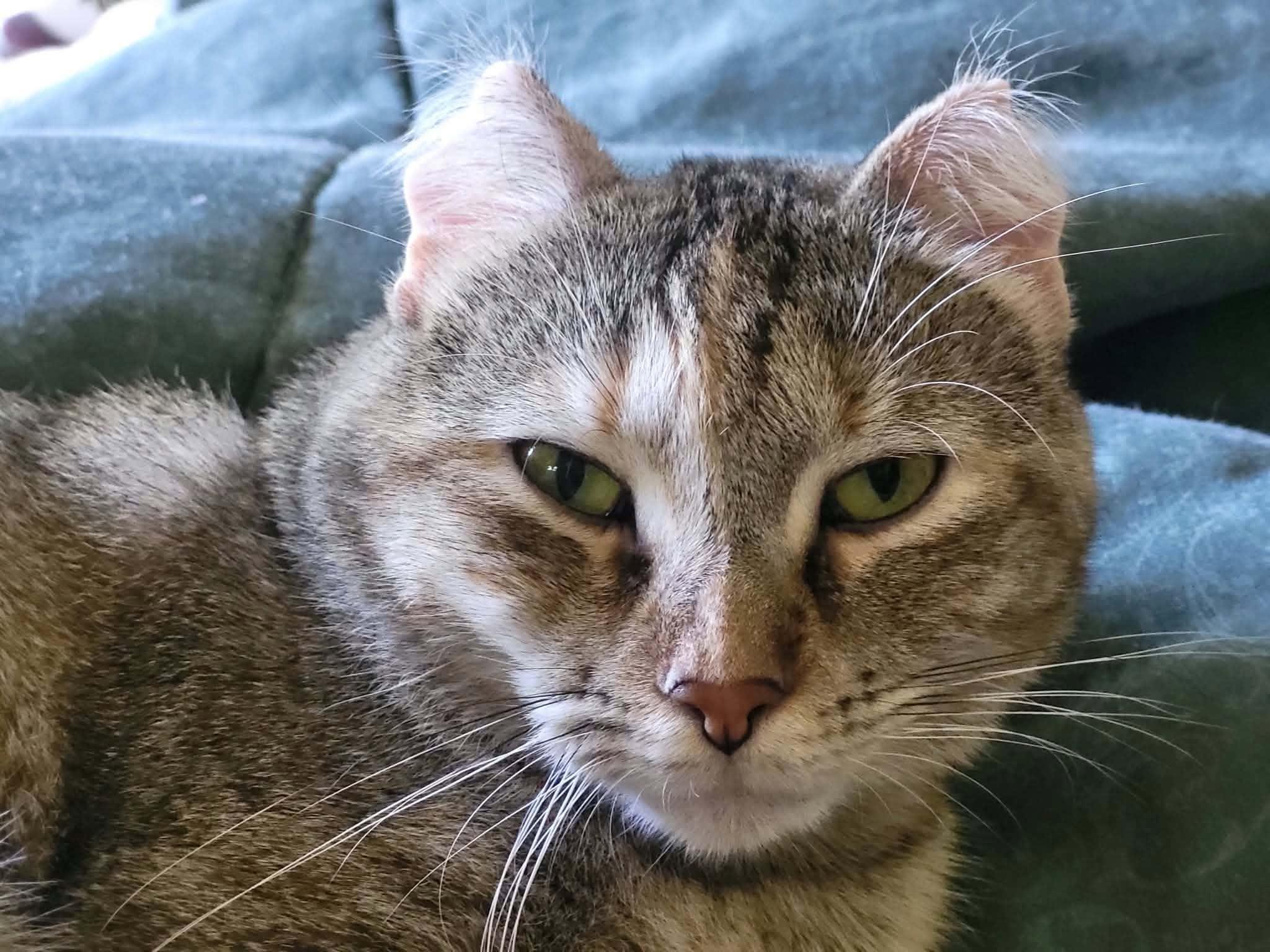 Coco ADOPTION FEE WAIVED with approved application, Adoptable, Adult Female Domestic Short Hair.